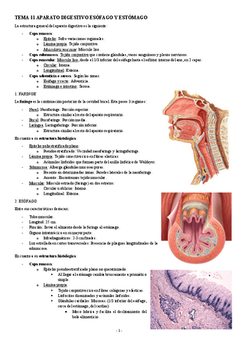 HISTOLOGIA-TEMA-11-APARATO-DIGESTIVO-ESOFAGO-Y-ESTOMAGO.pdf