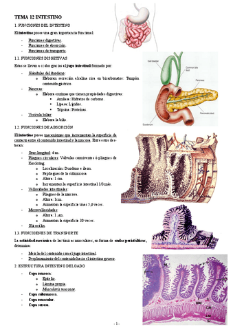 HISTOLOGIA-TEMA-12-INTESTINO.pdf