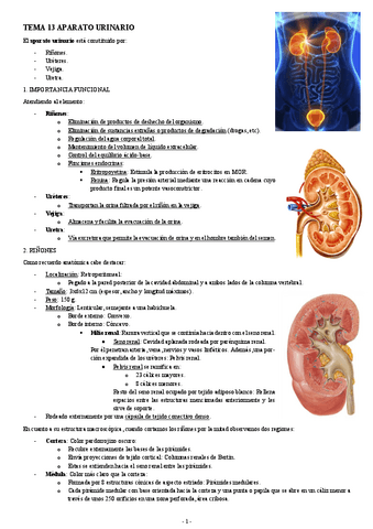 HISTOLOGIA-TEMA-13-APARATO-URINARIO.pdf