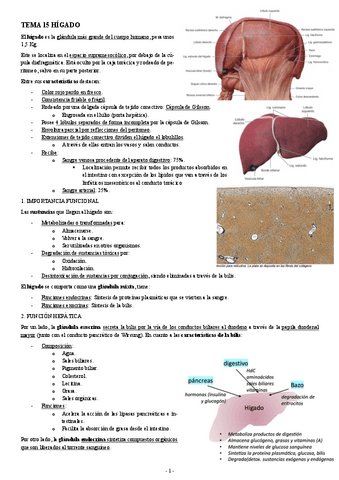 HISTOLOGIA-TEMA-15-HIGADO.pdf