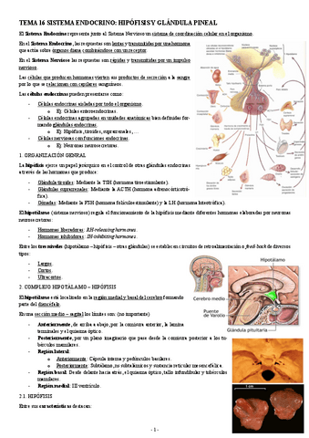 HISTOLOGIA-TEMA-16-SISTEMA-ENDOCRINO-HIPOFISIS-Y-GLANDULA-PINEAL.pdf