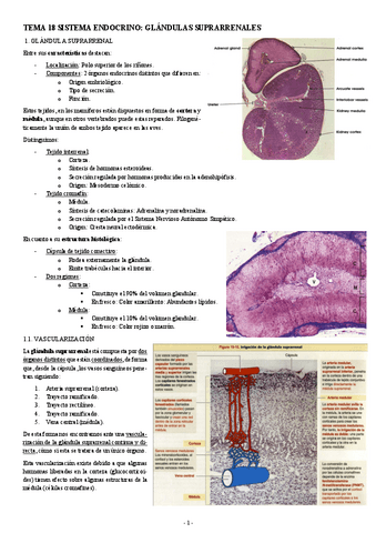 HISTOLOGIA-TEMA-18-SISTEMA-ENDOCRINA-GLANDULAS-SUPRARRENALES.pdf