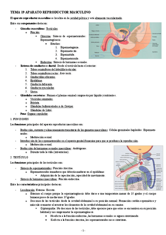 HISTOLOGIA-TEMA-19-APARATO-REPRODUCTOR-MASCULINO.pdf