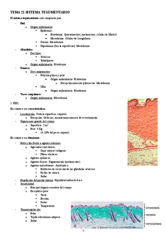 HISTOLOGIA-TEMA-21-PIEL.pdf