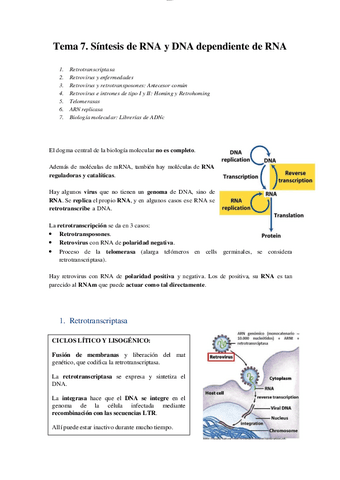 T7 - Síntesis de ARN y ADN dependiente de ARN.pdf