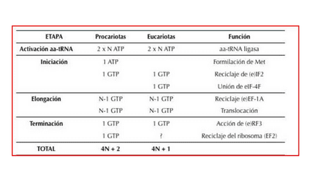 T9.1 - Gasto ATP en traducción proteica.pdf