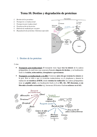T10 - Destino y degradación de proteínas.pdf