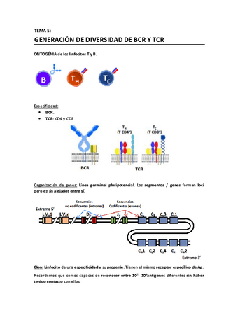 T5 - Generación de diversidad de BCR y TCR.pdf