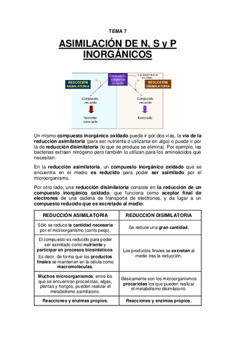 TEMA 7 - Asimilación de N, S y P inorgánicos.pdf