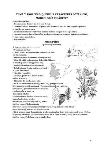 Tema-7.-Fagaceae-Quercus.-Caracteres-botanicos-morfologia-y-habitat.-1.pdf