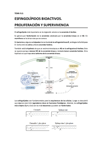 TEMA 9.2 - Esfingolipidos bioactivos. Proliferacion y supervivencia.pdf