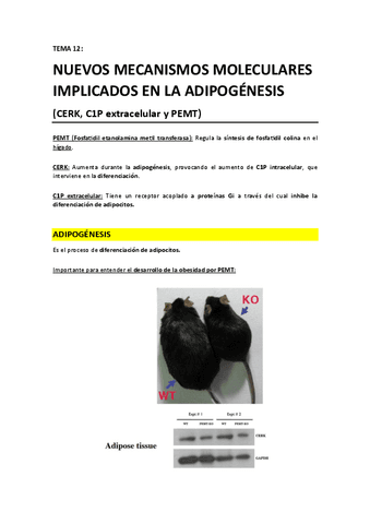 TEMA 12 - Adipogenesis.pdf
