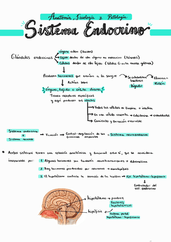 Apuntes-Sistema-Endocrino.pdf