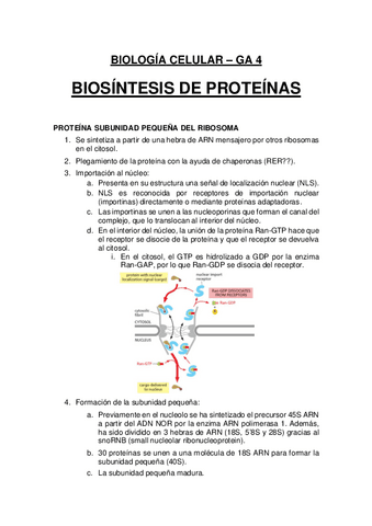 Biología Celular: GA4 - Biosintesis de proteinas.pdf
