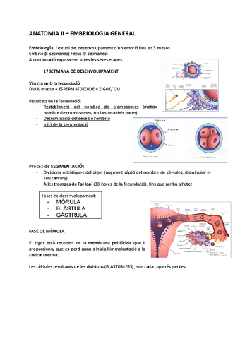 EMBRIOLOGIA-.docx.pdf