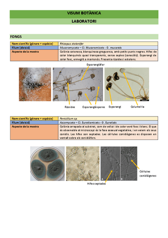 Visum-botanica.pdf