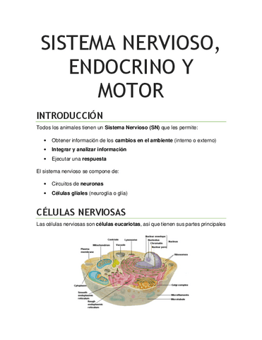 TEMA-6-Anatomia-fisiologia-y-funcion-de-los-sistemas-nervioso-endocrino-y-motor.pdf