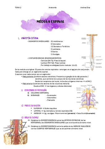 TEMA-2-MEDULA-ESPINAL.pdf