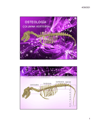 Columna-vertebral.pdf