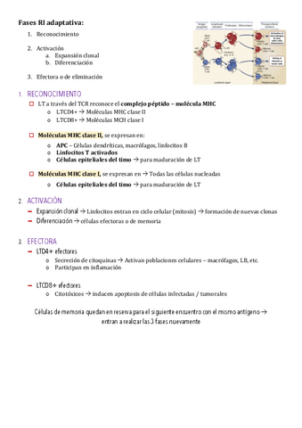 Copy-of-3-TCR-y-Moleculas-Accesorias-del-Linfocito-T.pdf
