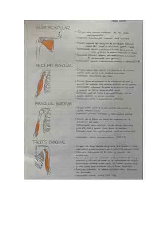 cuaderno-anatomia-2.pdf