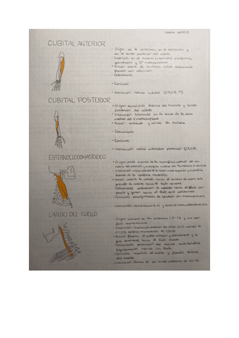 cuaderno-anatomia-3.pdf