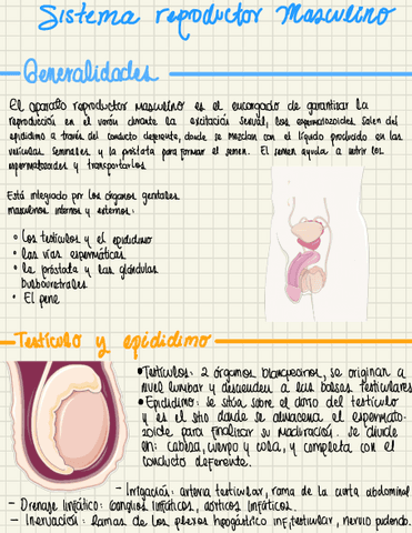 Anatomia-s-reproductor-masculino.pdf