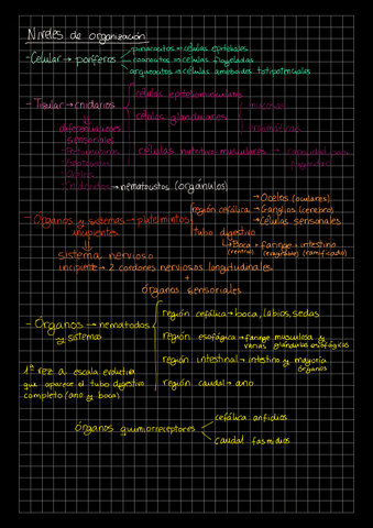 Resumen zoología.pdf
