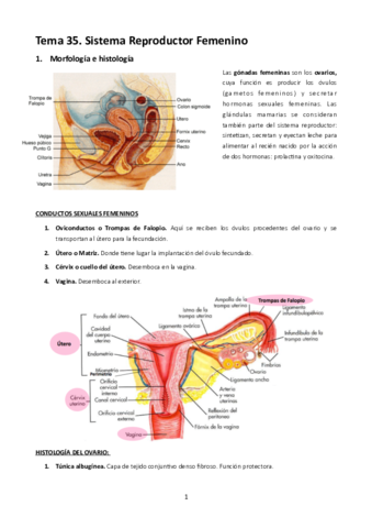 MT35. Sistema Reproductor Femenino.pdf