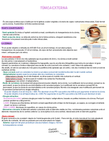 Apunts-final-anatomia.pdf