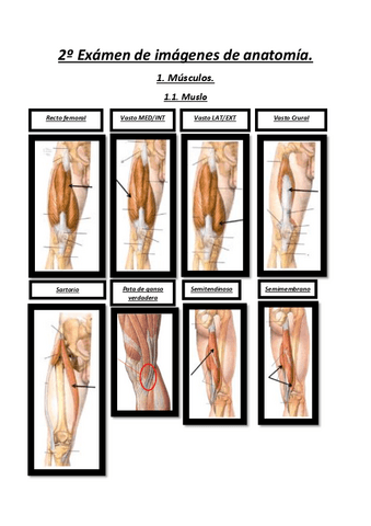 2o-Examen-de-imagenes-de-anatomia.pdf