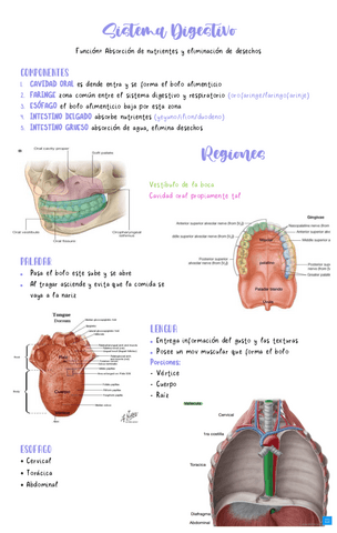 Sistema-Digestivo.pdf