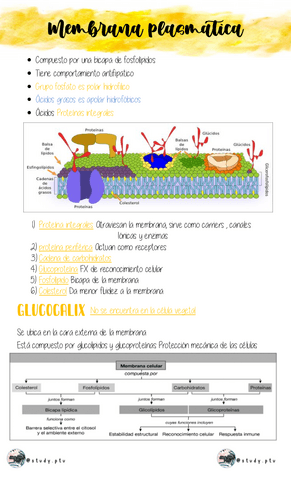 Tipos-de-transporte.pdf