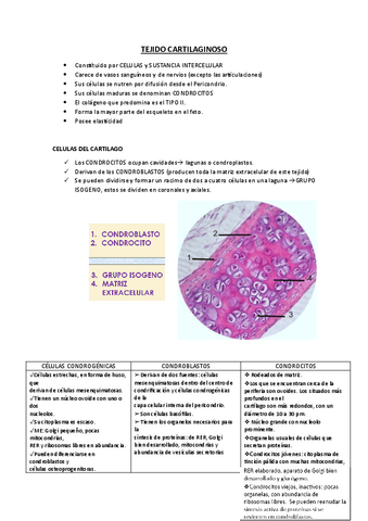 TEJIDO-OSEO-Y-CARTILAGINOSO.pdf