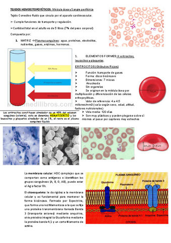 TEJIDO-HEMATOPOYETICO-sangre-y-medula-osea.pdf