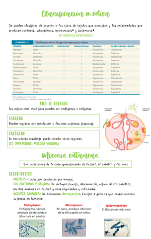 Clasificacion-medica-micologia.pdf