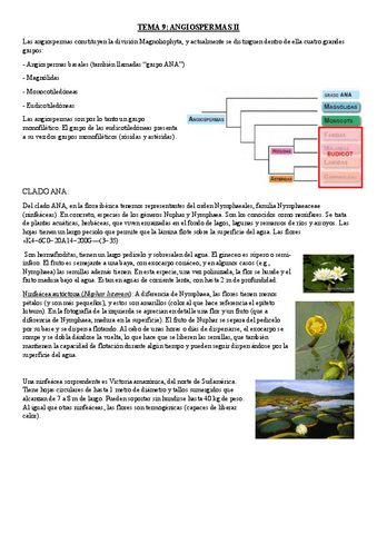 TEMA-9-Angiospermas-II.pdf