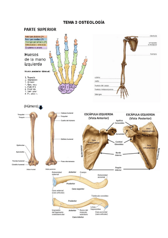 TEMA-3-OSTEOLOGIA.pdf