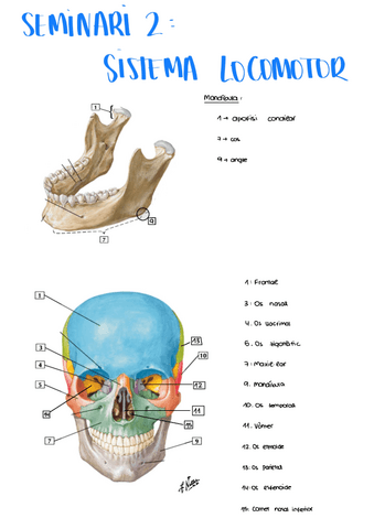 seminario-2-sistema-ossi.pdf