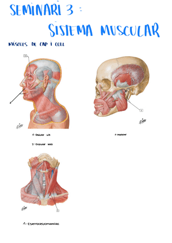 seminario-3-sistema-muscular.pdf
