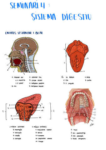 seminario-4-digestivo.pdf