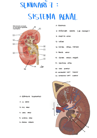 Seminario-7-Sistema-Renal.pdf