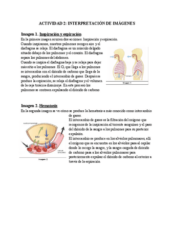 Interoretacion-de-imagenes.-Respiratorio.-Intercambio-de-gases..pdf