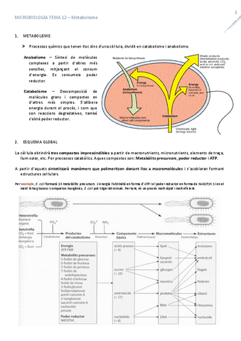 T12Metabolisme.pdf