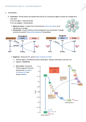 T13DiversitatMetabolica1.pdf