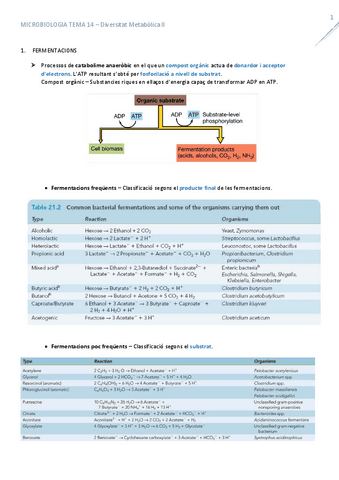 T14DiversitatMetabolica2.pdf