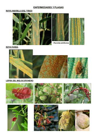 RECONOCIMIENTO-ENFERMEDADES.pdf