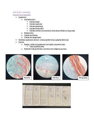 examen-practico-histologia-sistema-nervioso.pdf