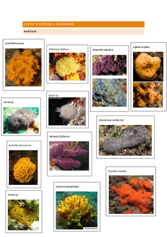 Llistat-despecies-a-reconeixer-2023.pdf