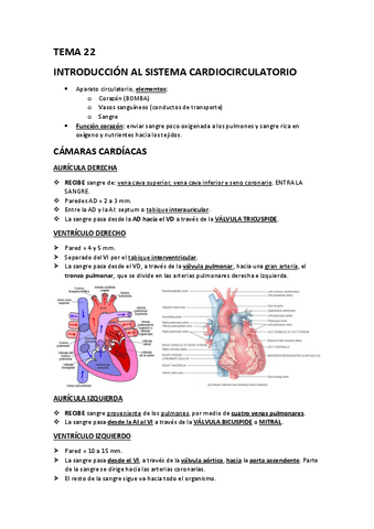 TEMA-22.-ANATOMIA-DEL-APARATO-CARDIOCIRCULATORIO.pdf